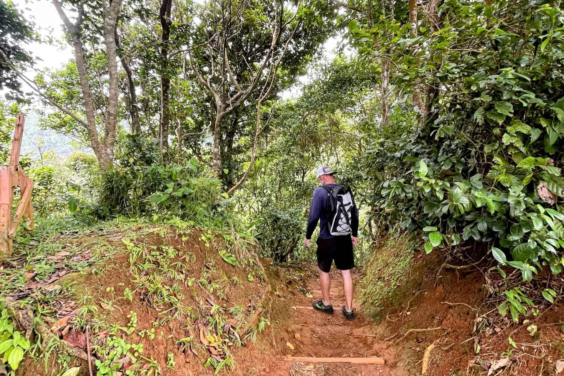 Guy starting at a muddy path on the way to Seven Sisters Waterfall in Grenada surrounded by lush rainforest