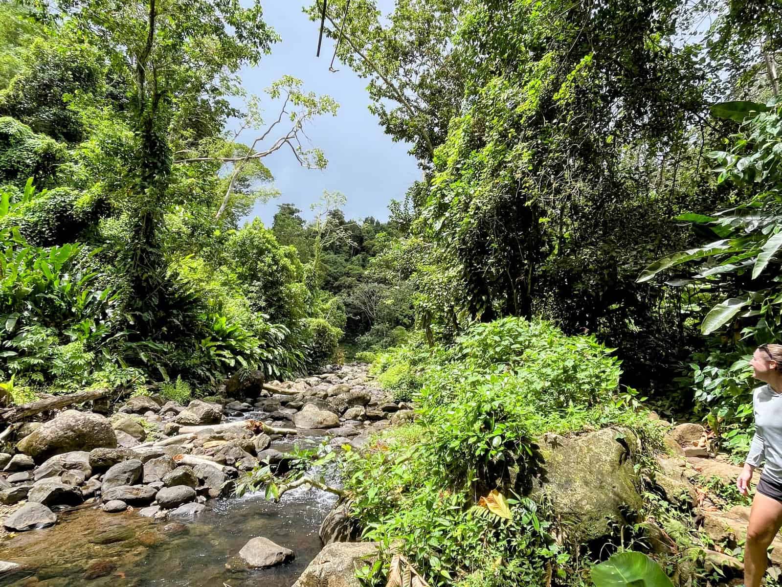 Stream coming from Seven Sisters Waterfall in Grenada with many gray small boulders and lots a lush greenery