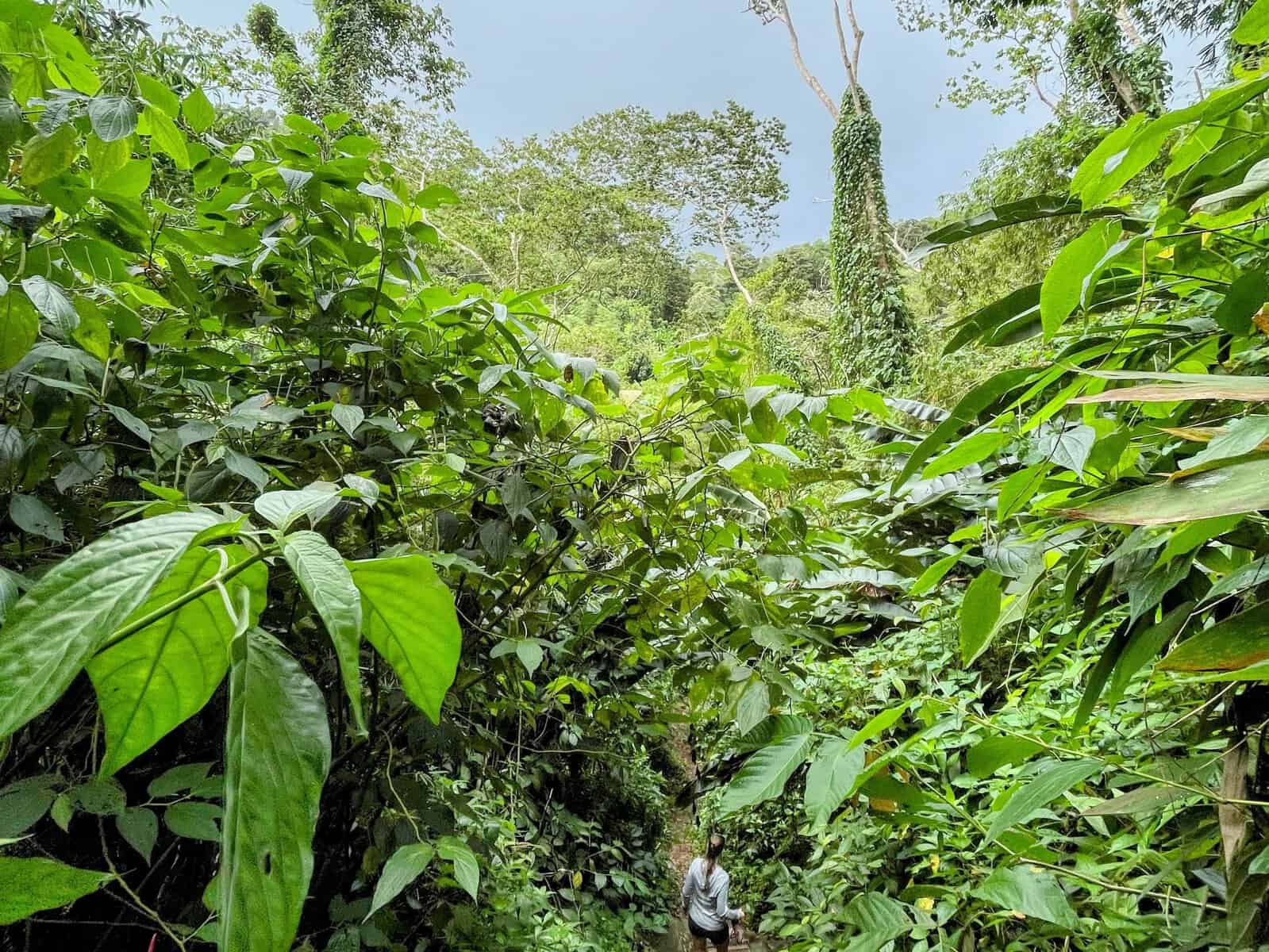 Girl hiking in Grand Étang National Park with lots of lush rainforest greenery around her