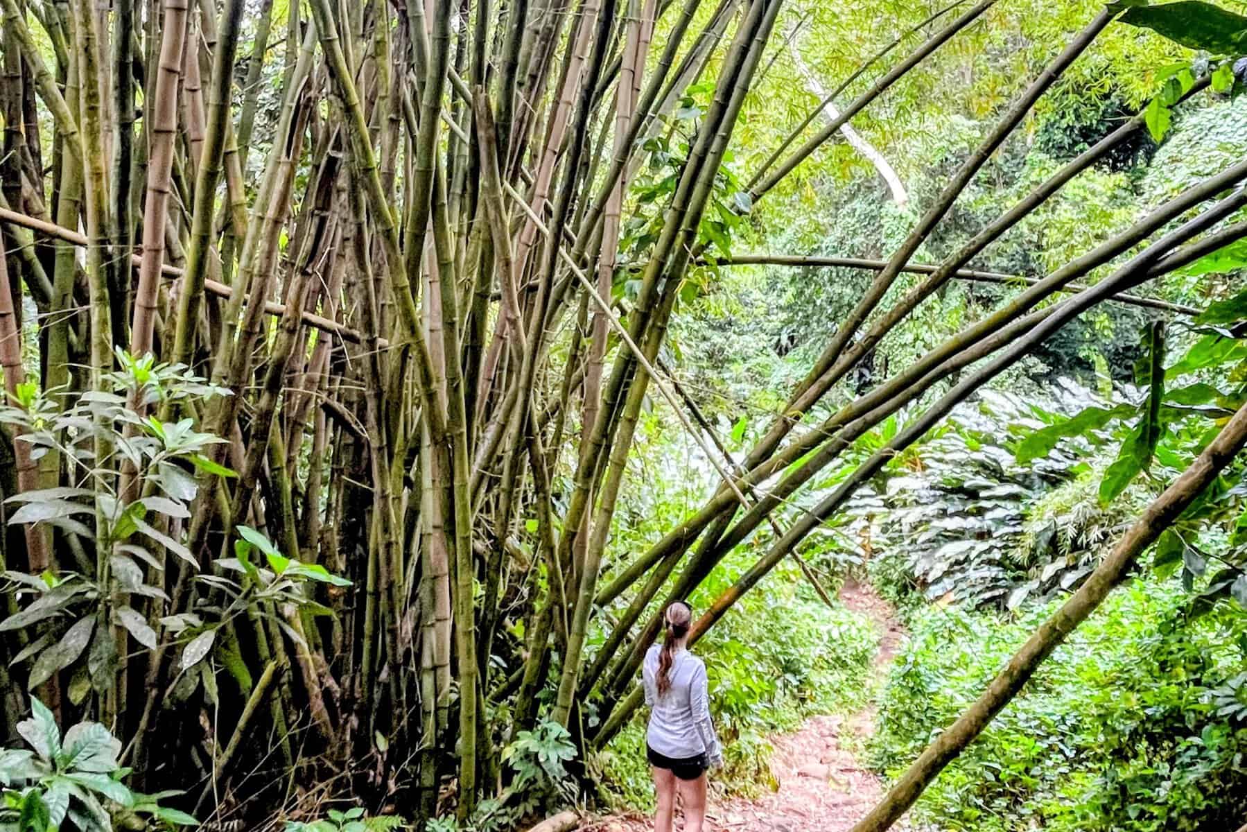 Girl standing among bamboo grove in the Grand Étang National Park in Grenada