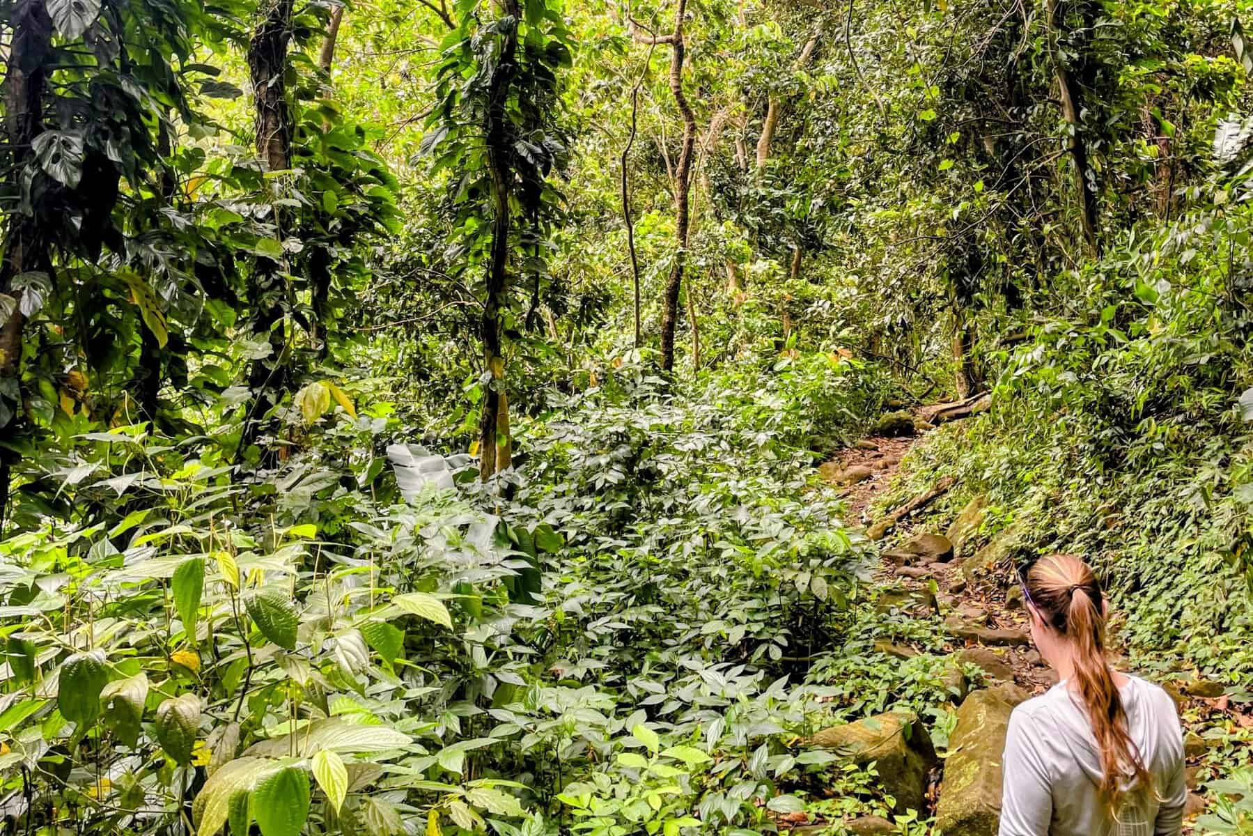 Back of girl walking through Grand Étang National Park surrounded by lush green rainforest in Grenada