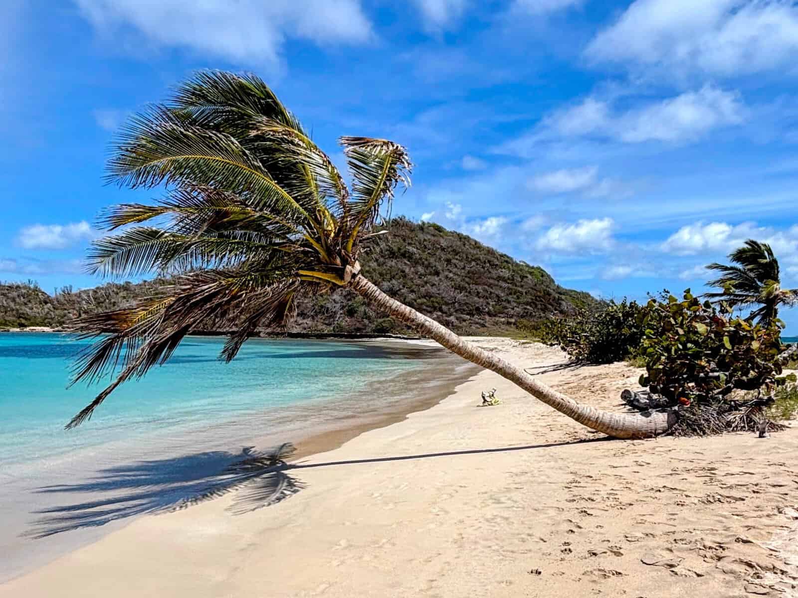 Singular angled palm tree on a white-sand beach with bright turquoise water and green hill at the end of the beach