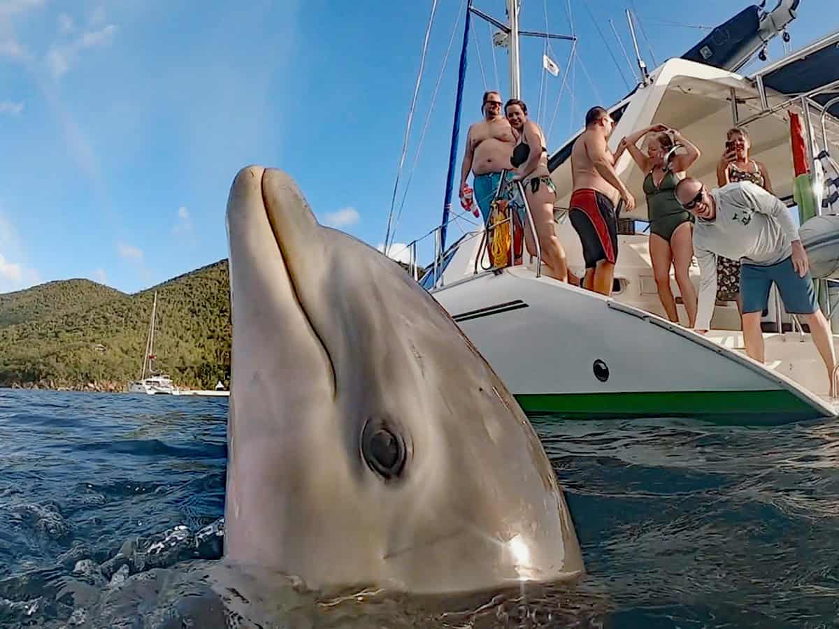 Dolphin in front of charter guests on sailing yacht in the BVI