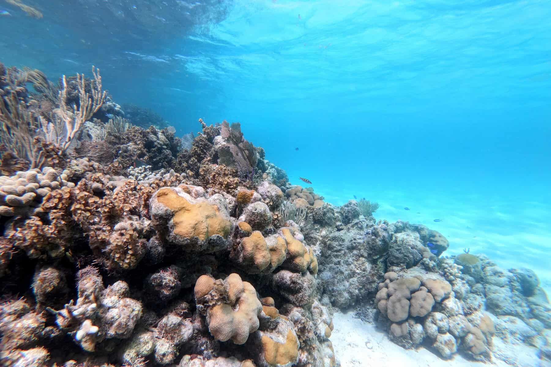 Colorful coral and small fish in bright clear turquoise water at Horseshoe Reef in Anegada, BVI