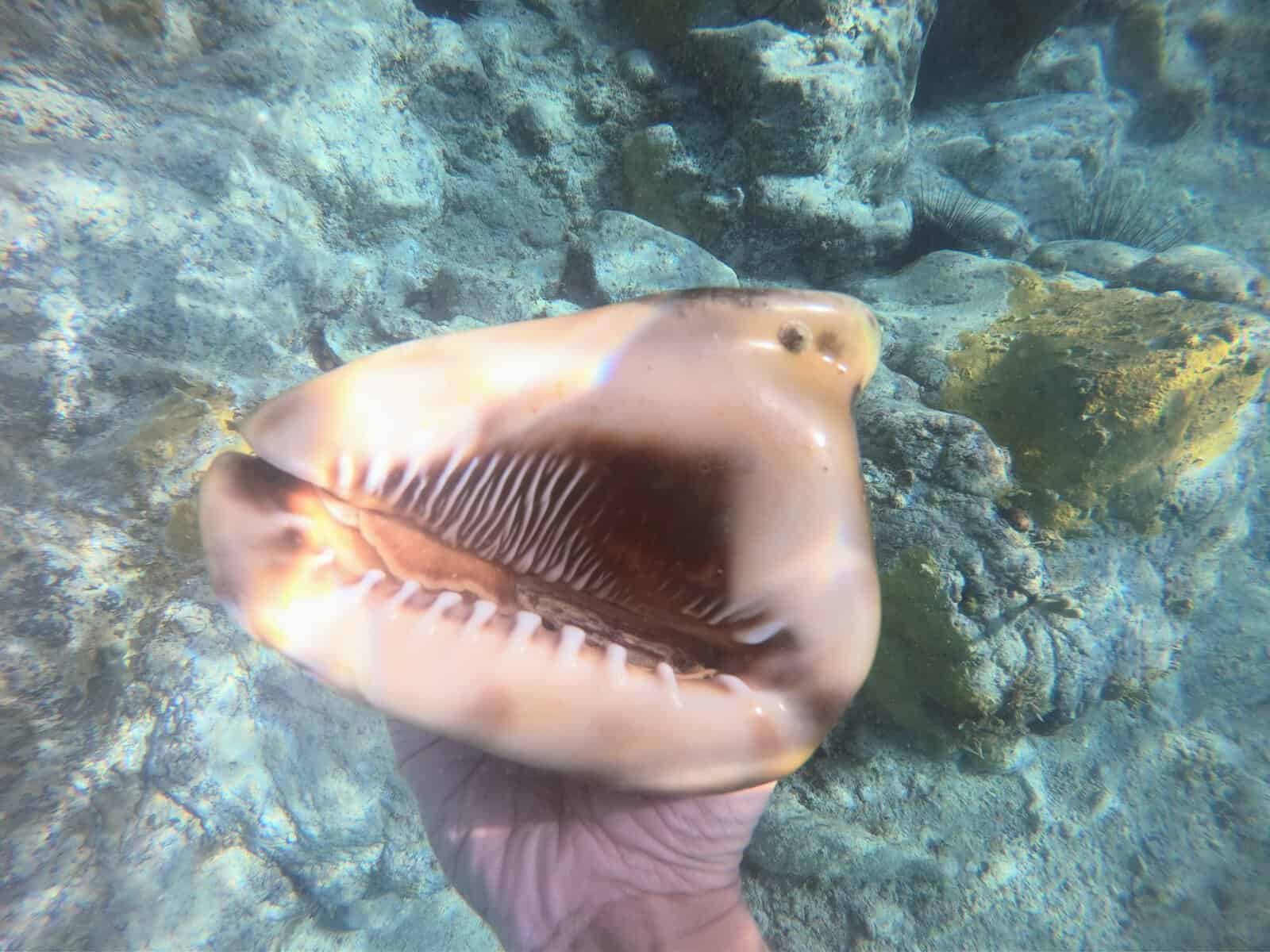 live conch shell in Anegada i the British Virgin Islands