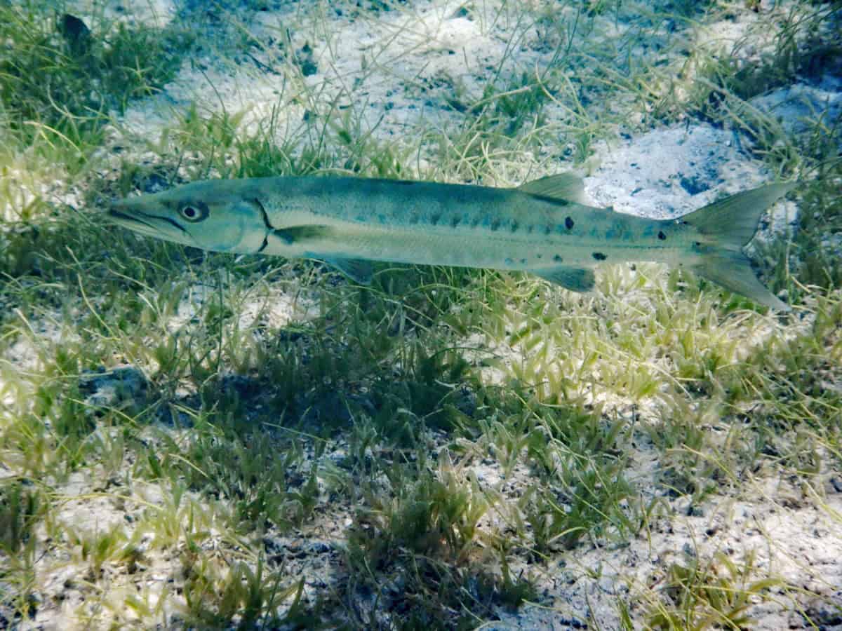 barracuda at a snorkeling site in the British Virgin Islands