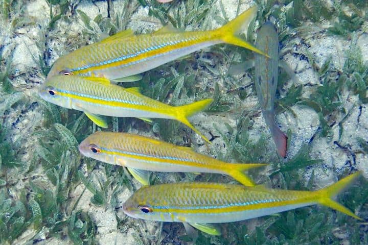 small yellow fish with seagrass in the background