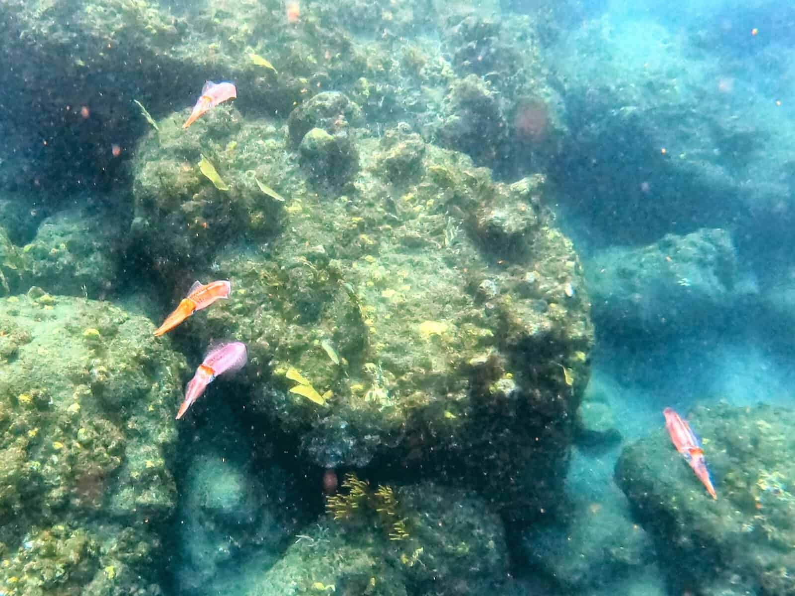 Squish at snorkeling site in the British Virgin islands