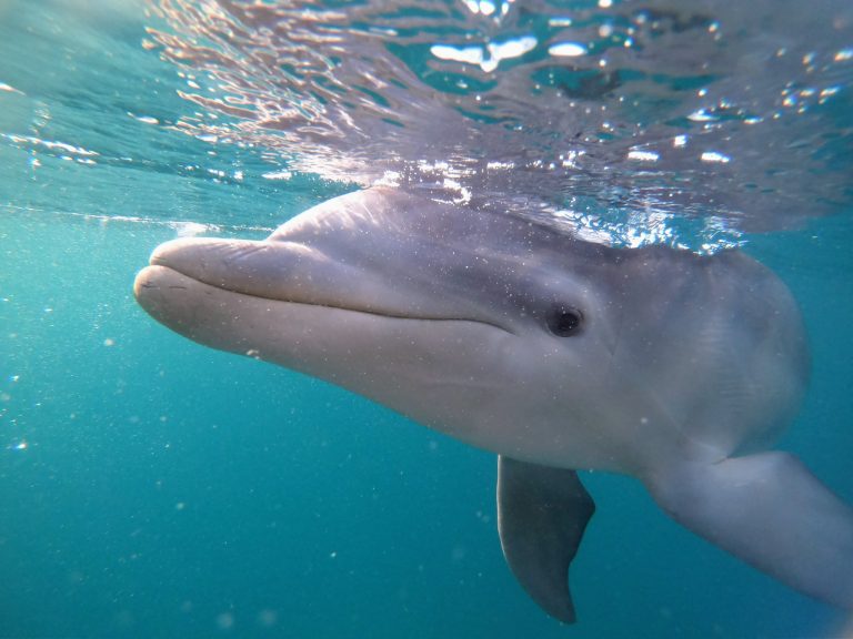 Best British Virgin Islands Snorkeling for Newbies & Pros