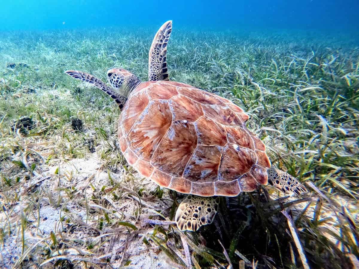 green sea turtle in seagrass at Cooper Islands, British Virgin Islands