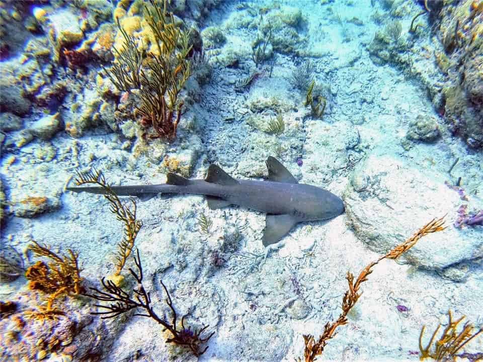 nurse shark on the seafloor surrounded by coral in the British Virgin Islands