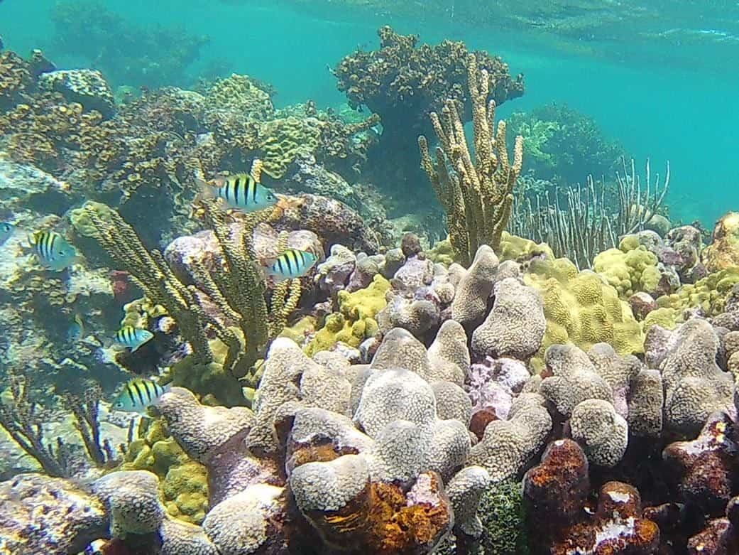colorful coral (and sergeant majors) in the British Virgin Islands with noticeable disease