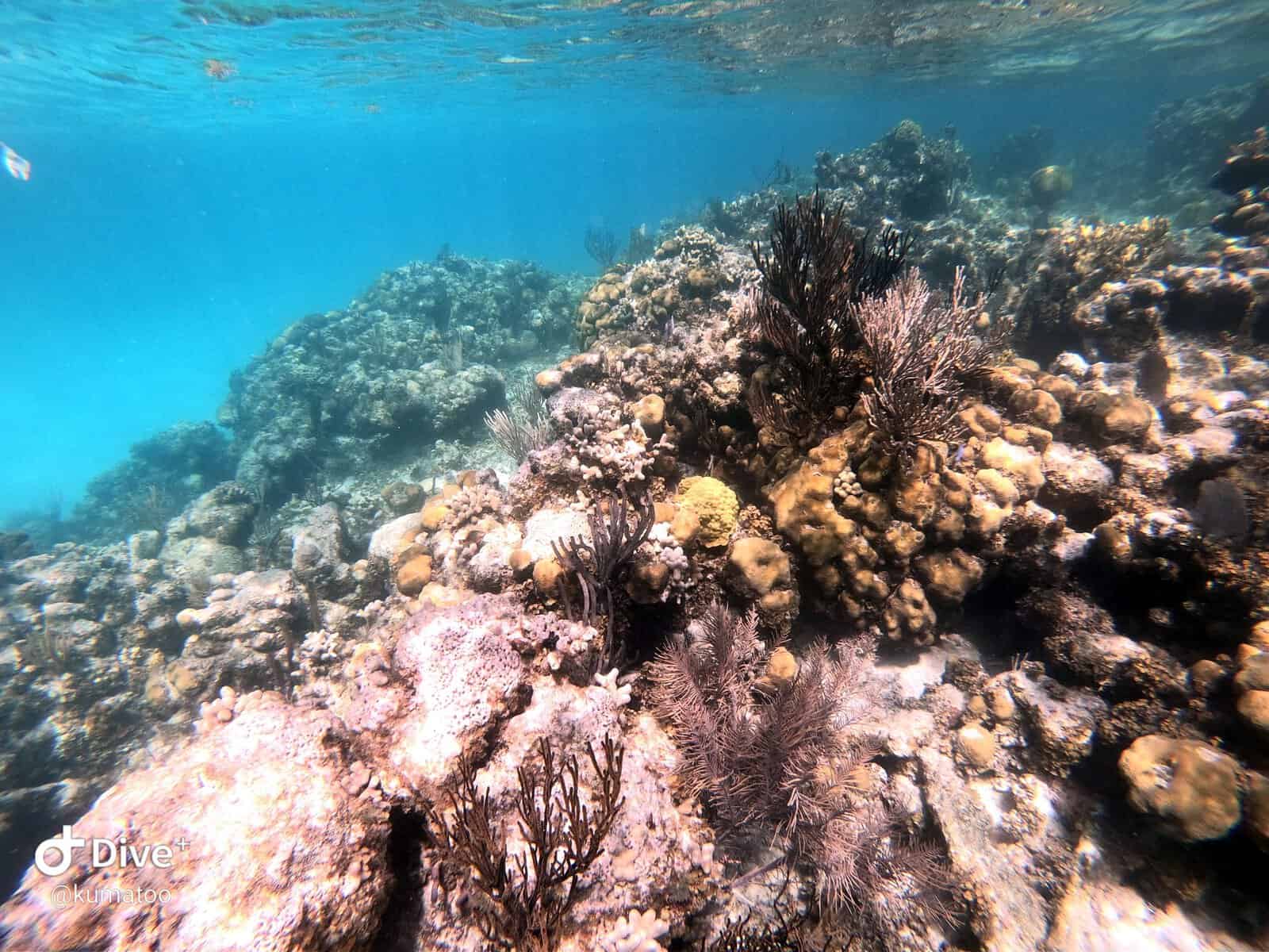 Colorful dense coral reef in the British Virgin Islands