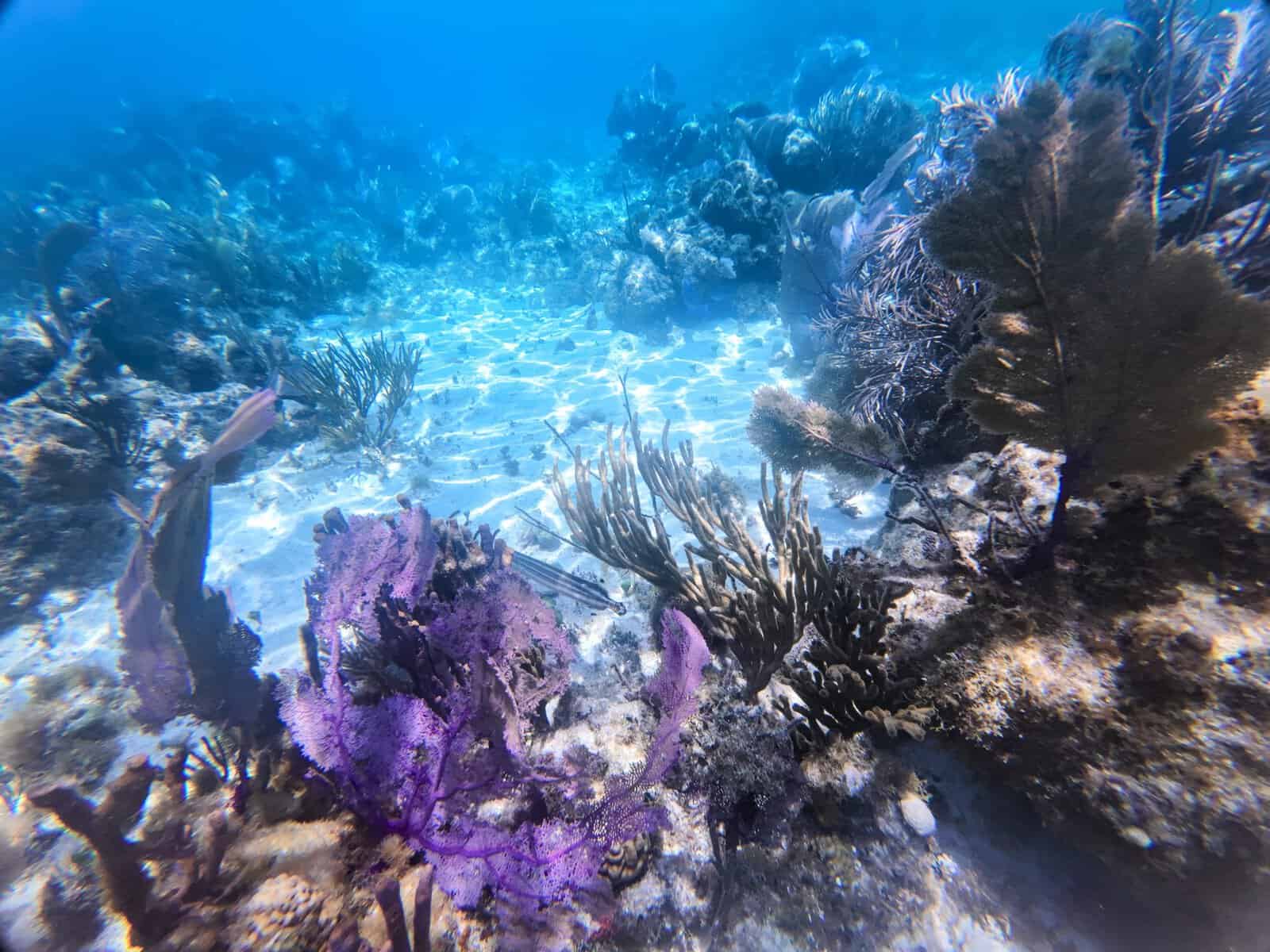 coral reef with trumpetfish in the British Virgin Islands