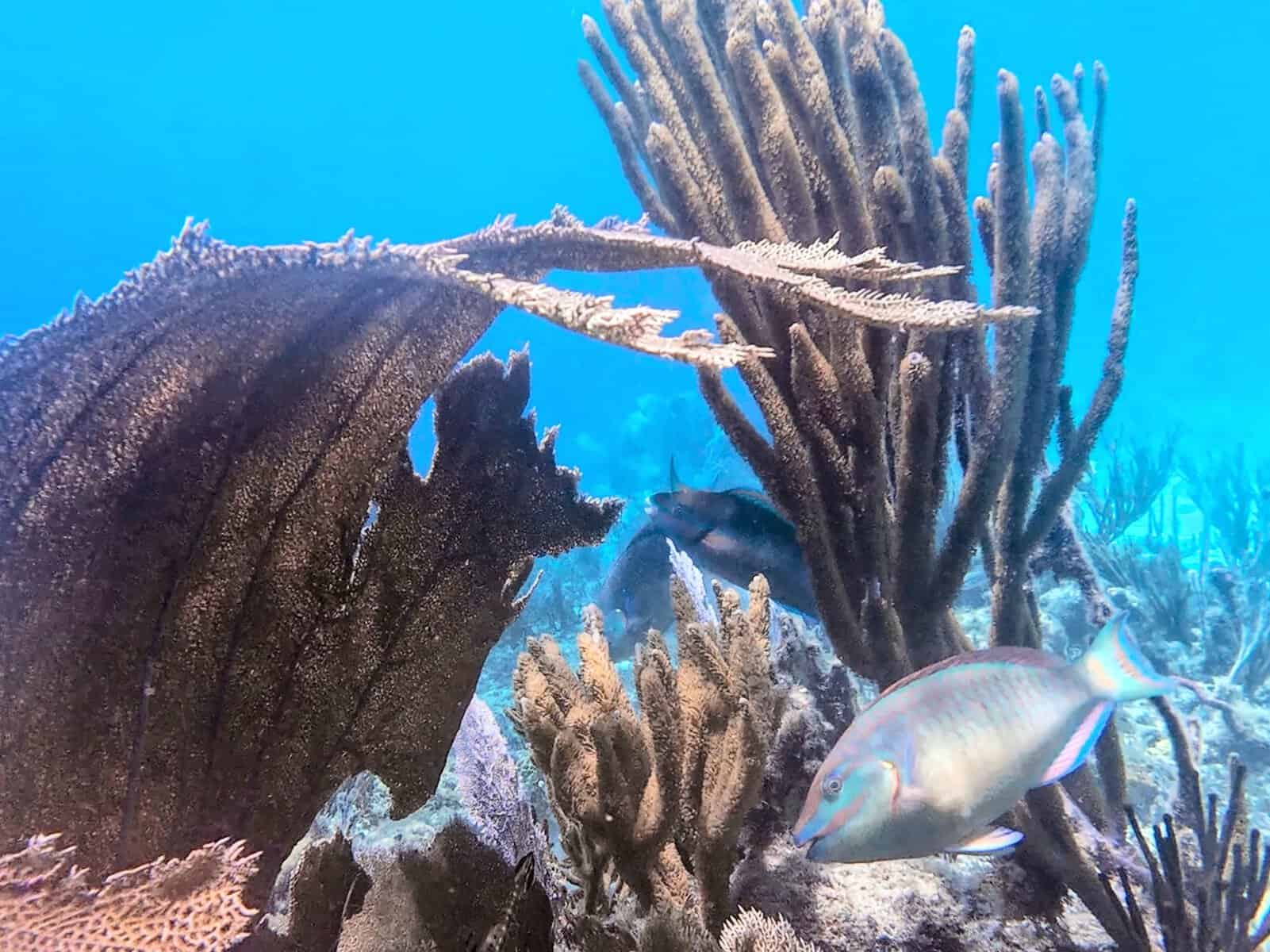 coral reef at Anegada in the British Virgin Islands