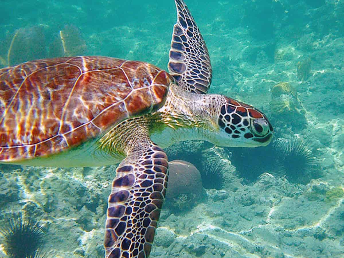 green sea turtle swimming with sea urchins in the background in Tortola waters