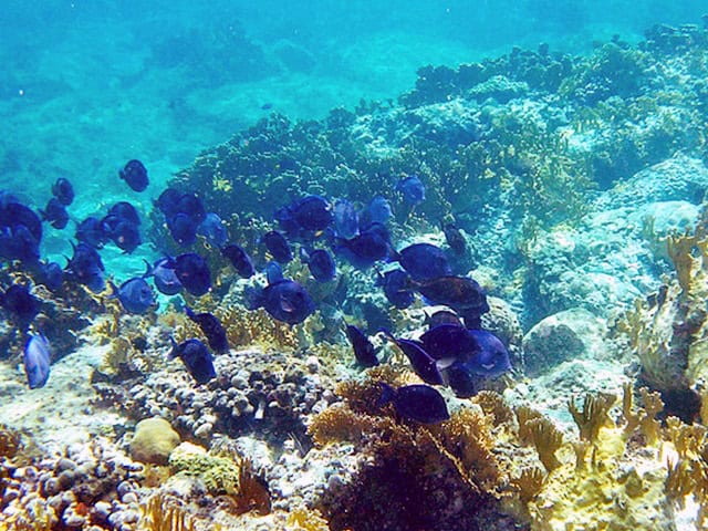 blue tang fish at snorkeling site in the British Virgin Islands