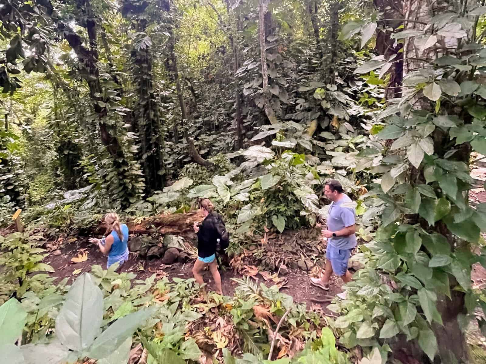 people hiking through green forest on Tortola excursion